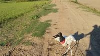 Pantanal - 16 Tage Rundreise Brasilien – Naturwunder in Südamerika