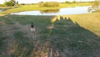Pantanal - 16 Tage Rundreise Brasilien – Naturwunder in Südamerika
