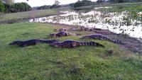 Pantanal - 16 Tage Rundreise Brasilien – Naturwunder in Südamerika