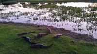 Pantanal - 16 Tage Rundreise Brasilien – Naturwunder in Südamerika