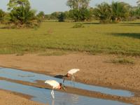 Pantanal - 16 Tage Rundreise Brasilien – Naturwunder in Südamerika