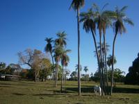 Pantanal