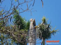 Pantanal