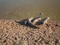 Pantanal