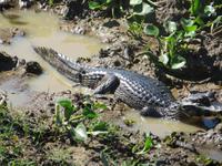Pantanal
