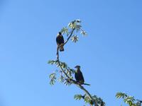 Pantanal
