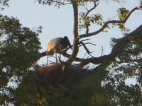 Pantanal
