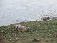 Pantanal
