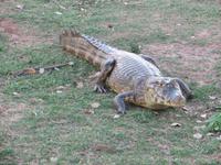 Pantanal