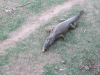 Pantanal
