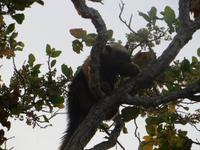 Pantanal