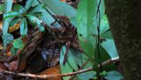 Spinne
