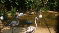 Vogelpark Iguazu