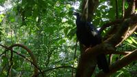Vogelpark Iguazu