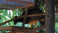 Vogelpark Iguazu