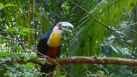 Vogelpark Iguazu