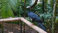 Vogelpark Iguazu
