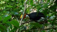 Vogelpark Iguazu