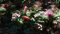 Vogelpark Iguazu