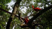 Vogelpark Iguazu