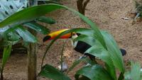 Vogelpark Iguazu