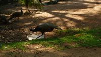 Vogelpark Iguazu