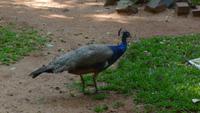Vogelpark Iguazu