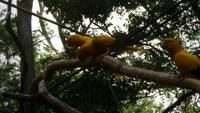 Vogelpark Iguazu