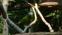 Vogelpark Iguazu