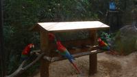 Vogelpark Iguazu