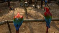Vogelpark Iguazu
