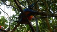 Vogelpark Iguazu