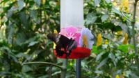 Vogelpark Iguazu