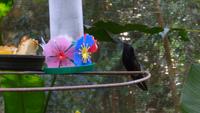 Vogelpark Iguazu