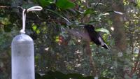 Vogelpark Iguazu