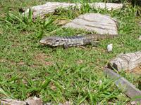 Waran im Pantanal