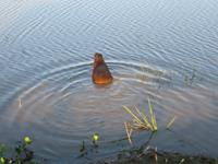Wasserschweine