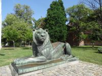 Allgegenwärtig -aufmerksame Löwen