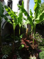 Bananen im Klosterhof
