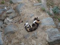 Der Zitadellenkatze sind die Touristen gleichgültig