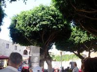 Ficus Benjamini