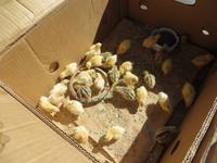 0483 Varna - Ausflug nach Nessebar - Kücken &ndash; &copy; Annette Weise (Eberhardt TRAVEL)