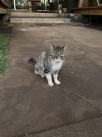 Unsere Hotelmieze ;-)