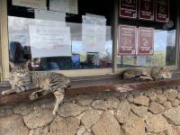 Besichtigung der Stätte Te Pito Kura