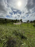 Zu Besuch am Traumstrand Anakena