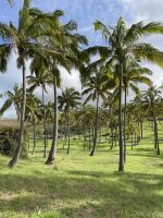 Zu Besuch am Traumstrand Anakena