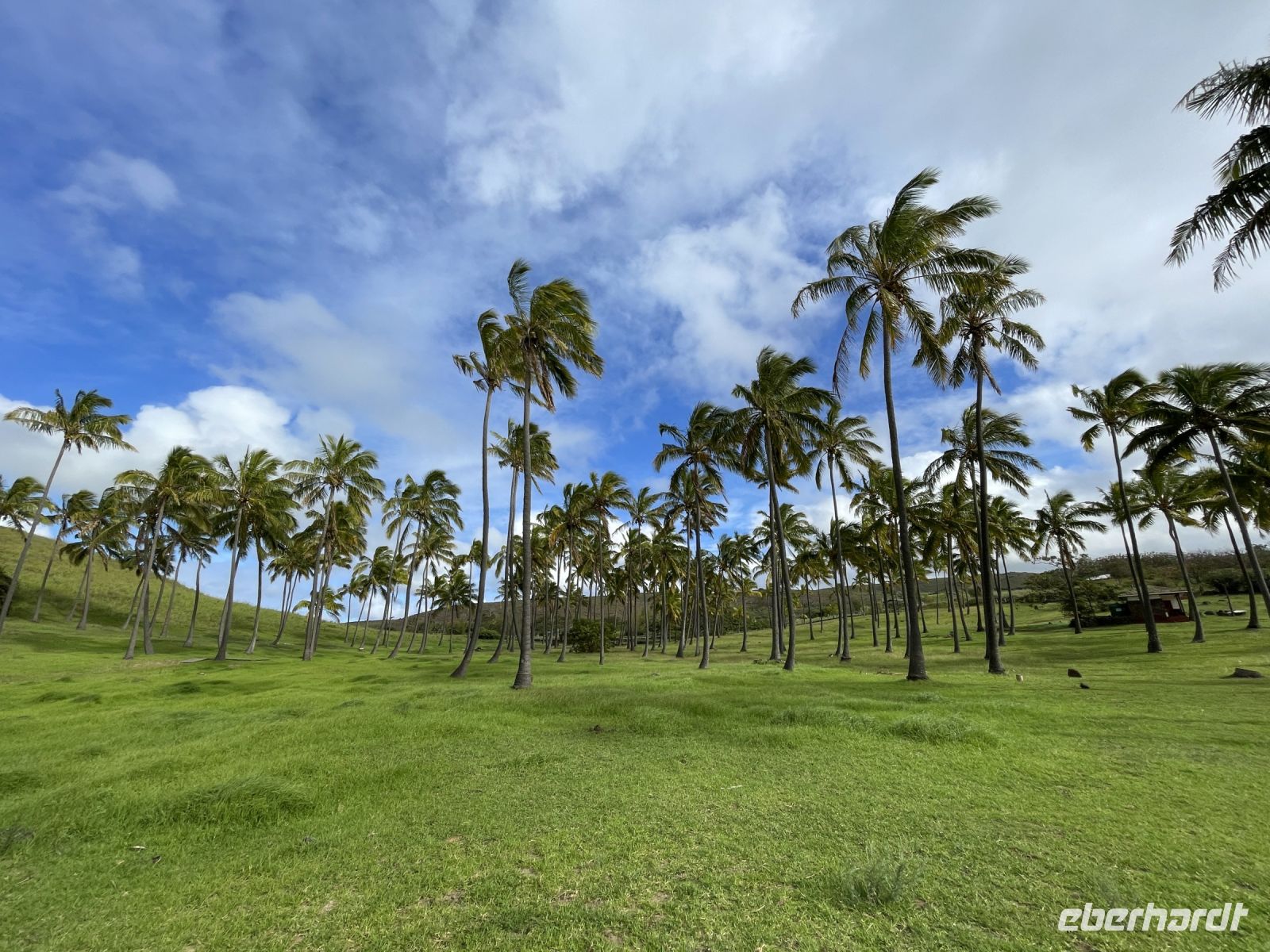 Zu Besuch am Traumstrand Anakena