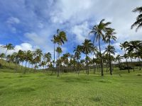 Zu Besuch am Traumstrand Anakena