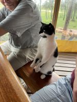 Mittagessen am Anakena Strand