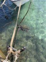 Schildkröten im Hafenbecken von Hanga Roa